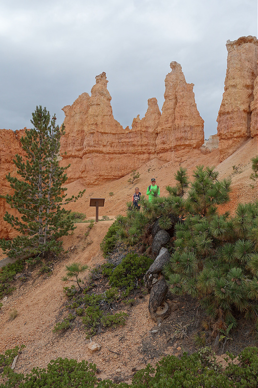 Bryce-Peekaboo Twisted Tree