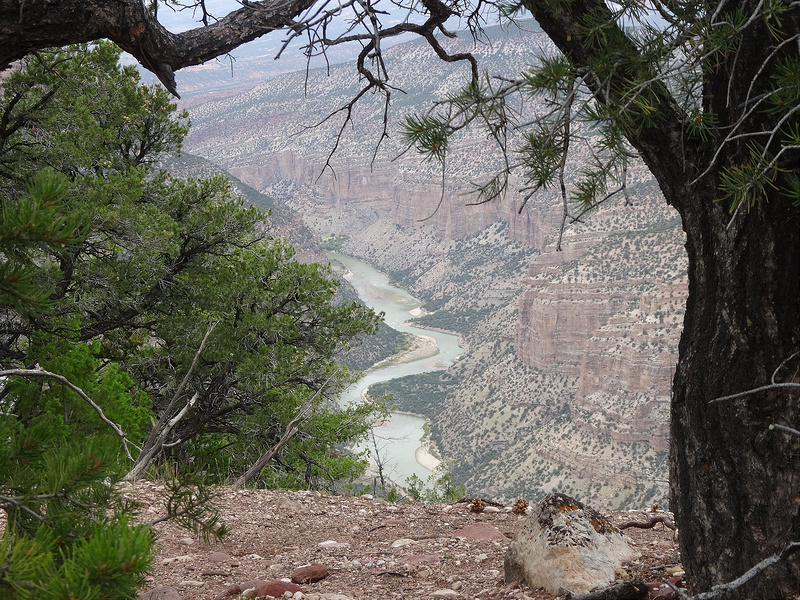 Dino-View of Green River Through Trees