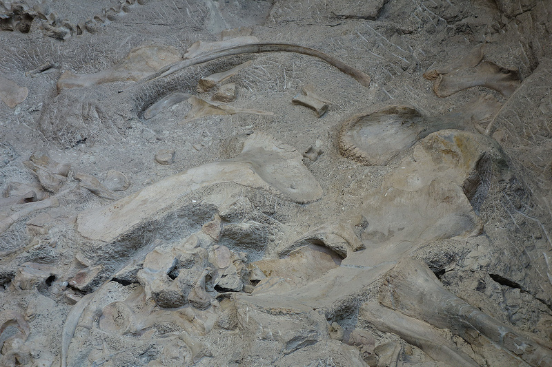 Dino-Quarry