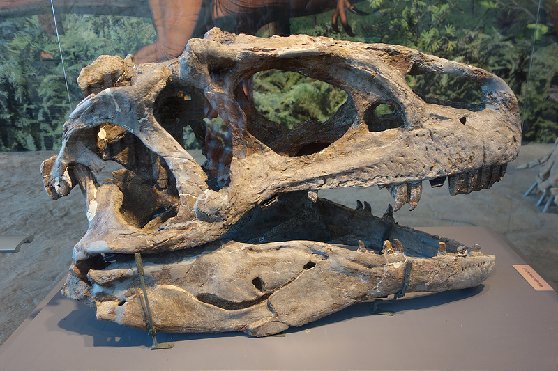 Dino-Skull