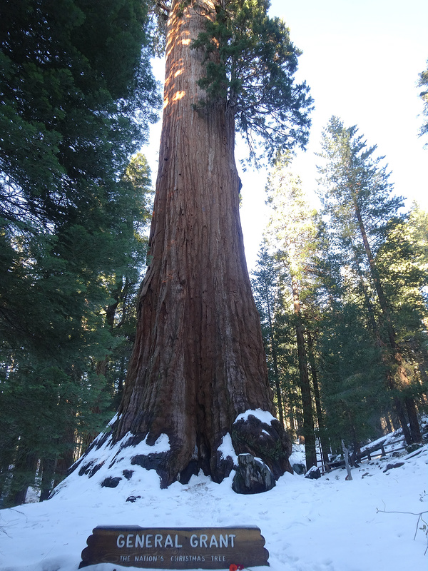 Sequoia-General Grant