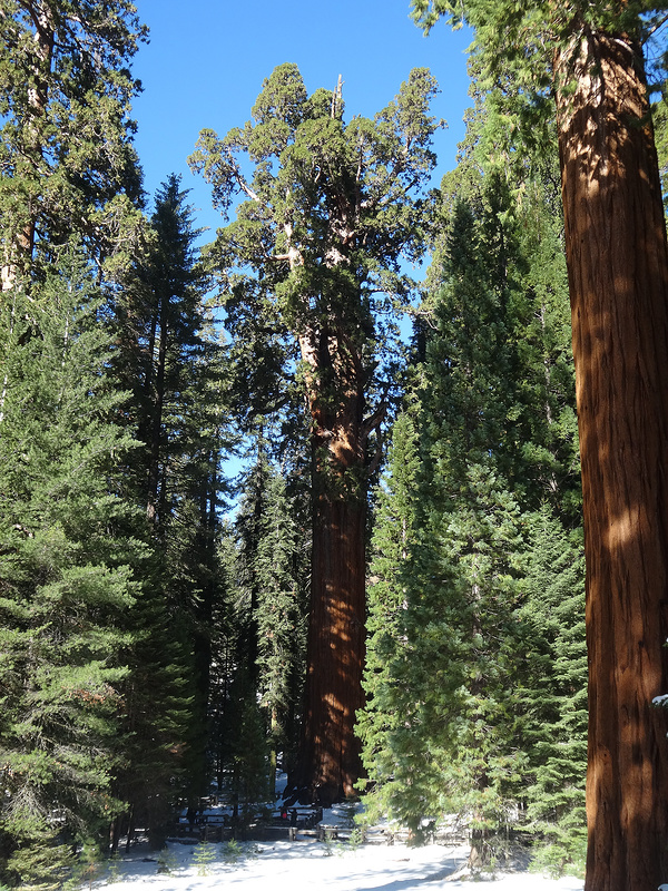 Sequoia-General Sherman