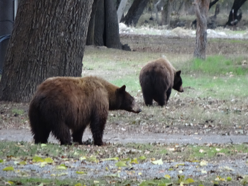 Sequoia-Bear (2)