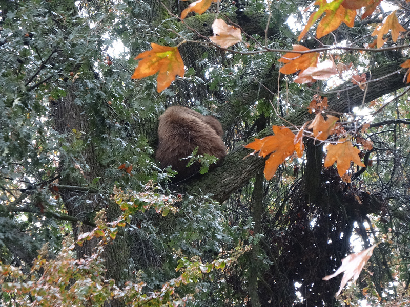Sequoia-Bear (3)