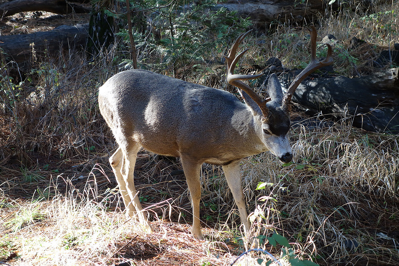 Yosemite-Buck