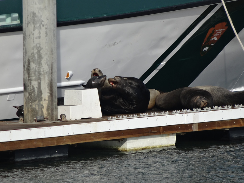 Channel Islands-Seals