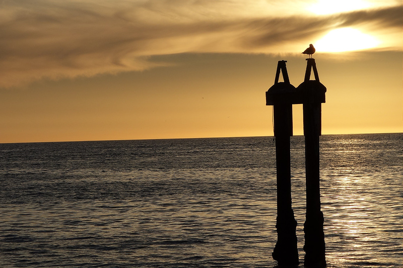 Monterey-Bay at Moss Landing (2)