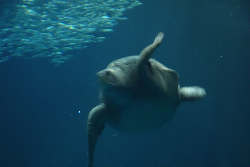 Monterey-Aquarium