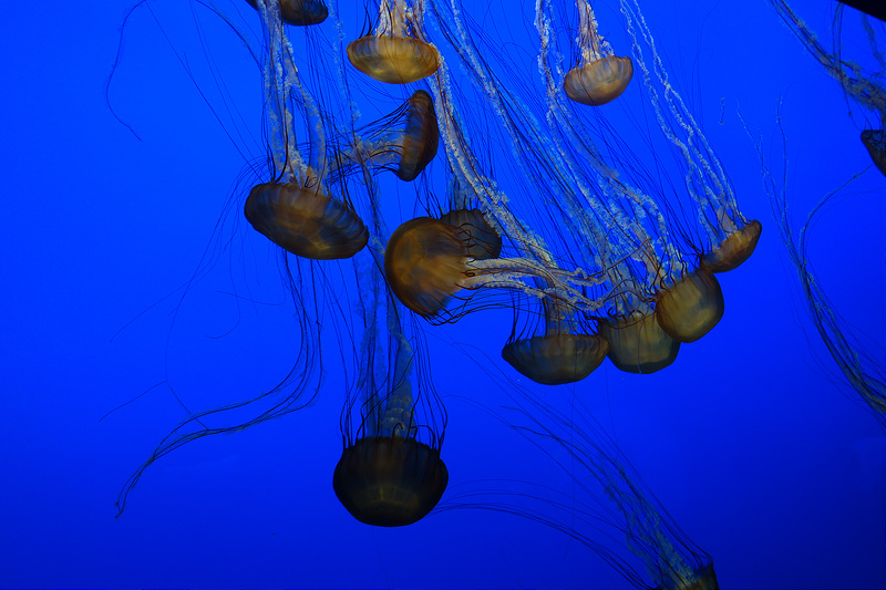 Monterey-Aquarium