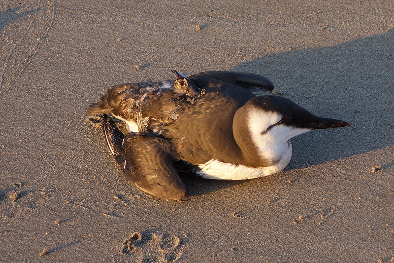 Monterey-Bird at Moss Landing