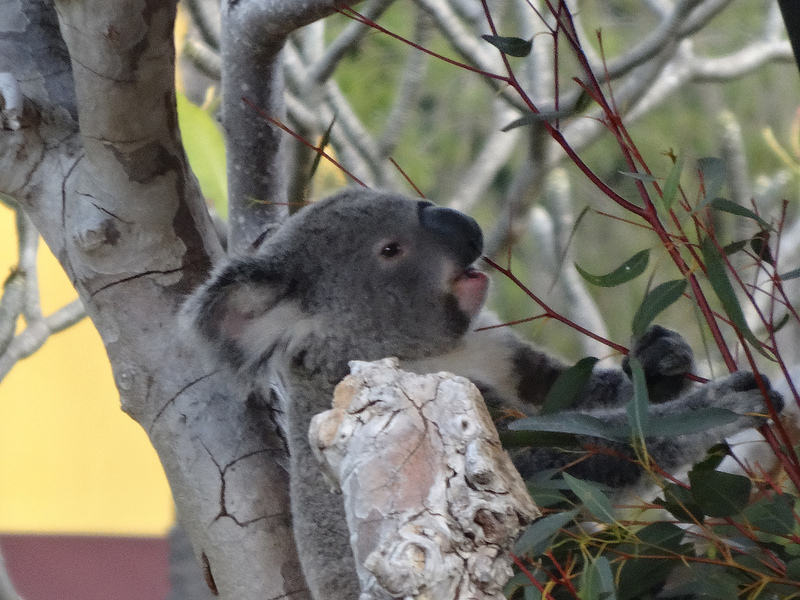 SD-Koala Eating