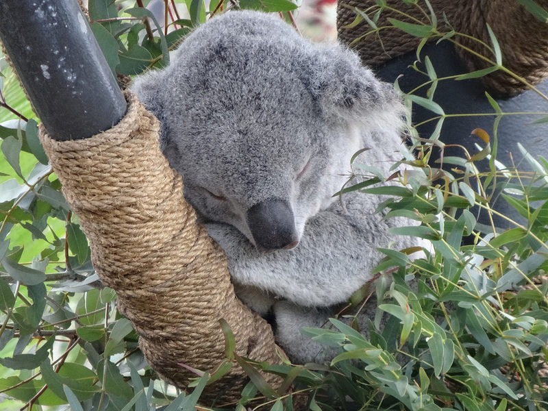 SD-Koala