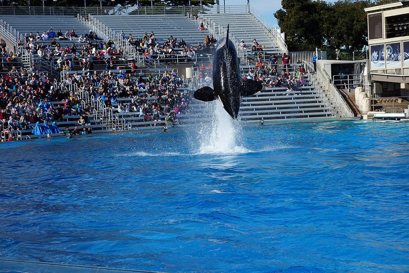 SD-Killer Whale Jump