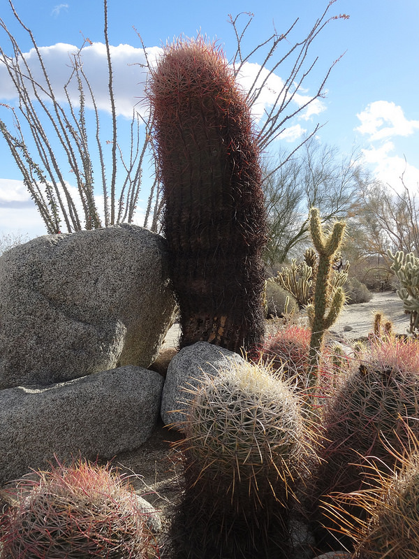 Anza-Borrego-Barrel Cactus