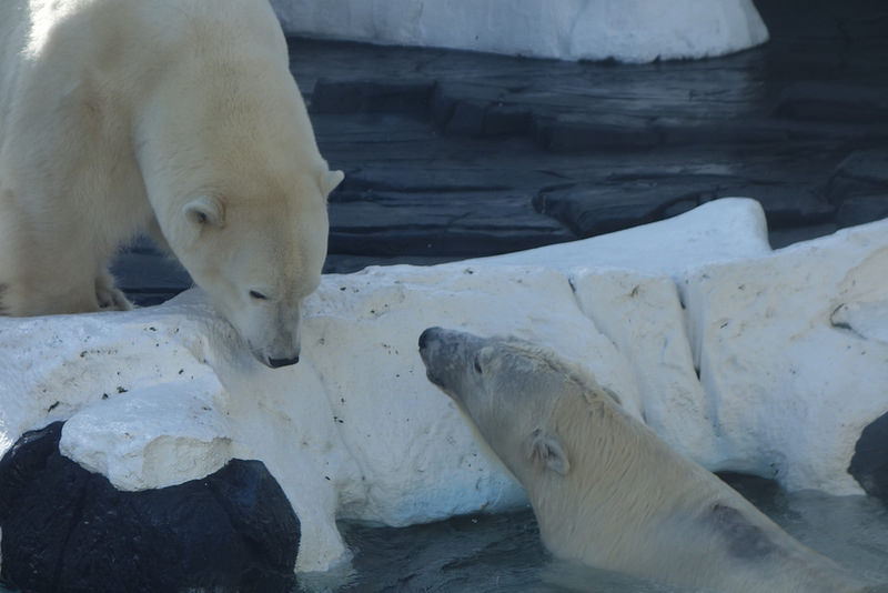 SD-SeaWorld Polar Bears