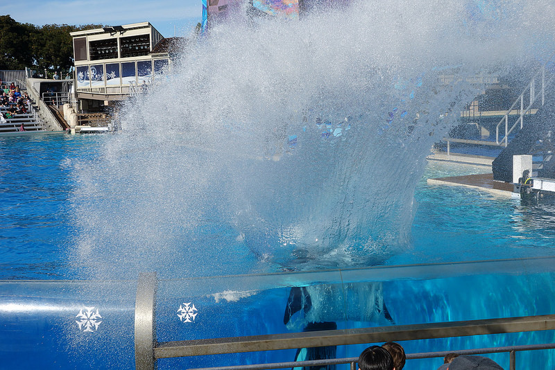 SD-Whale Splash