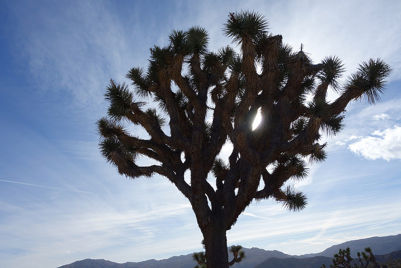 Palm Desert-Joshua Tree