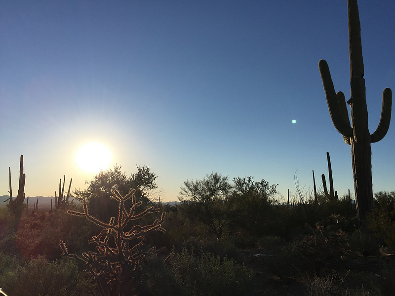 Saguaro NP (10)