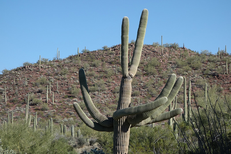 Saguaro NP (2)