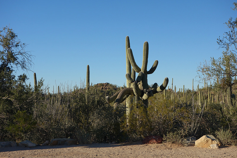 Saguaro NP (5)