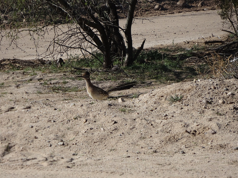 Tucson Roadrunner