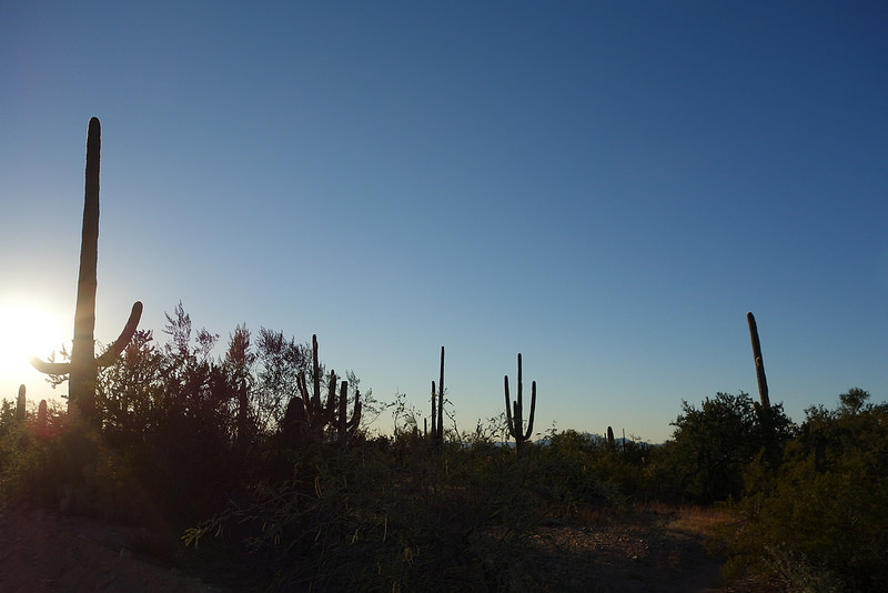 Saguaro NP (8)