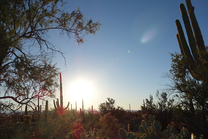 Saguaro NP (6)