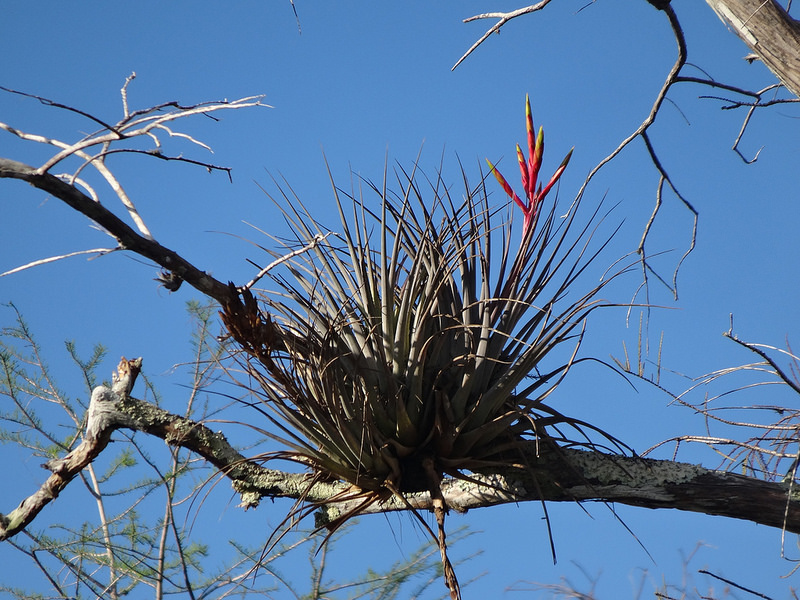 Big Cypress (6)