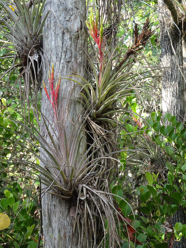 Big Cypress (7)