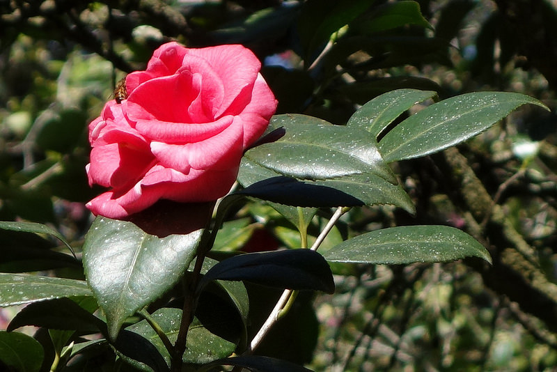 Avery Island-Jungle Garden (9)