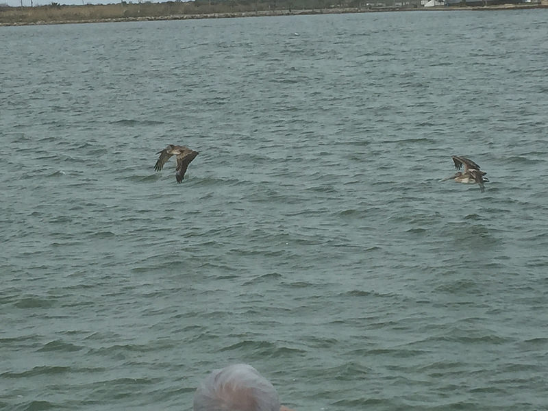 Bolivar Ferry-Pelicans