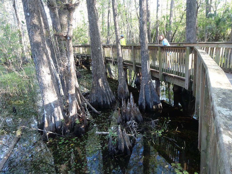 Big Cypress (9)