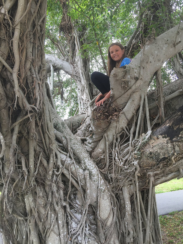 WPB-Tree Climb
