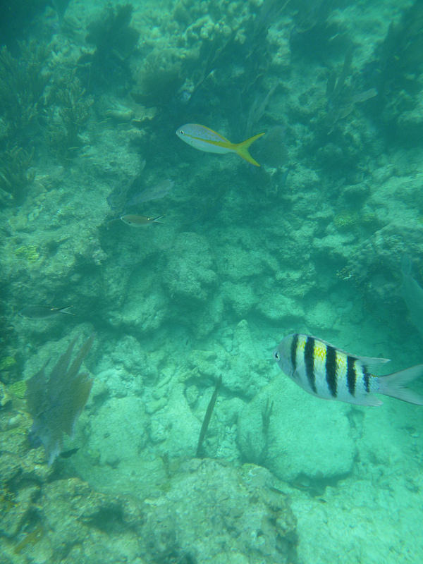 Looe Key National Marine Sanctuary (8) Looe Key National Marine Sanctuary (8)