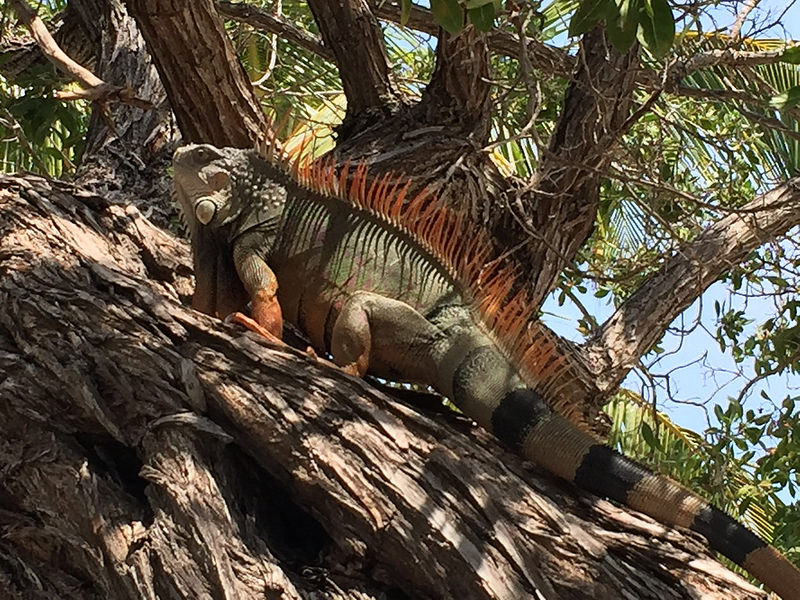 Keys-Iguana in Tree
