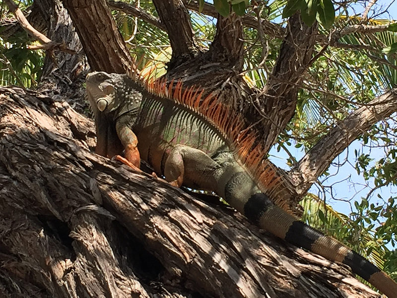 Keys-Iguana in Tree Keys-Iguana in Tree