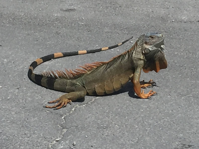 Keys-Iguana Keys-Iguana
