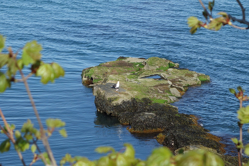 Newport-Cliff Walk (3)