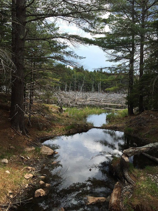 Acadia-Witch Hole Pond