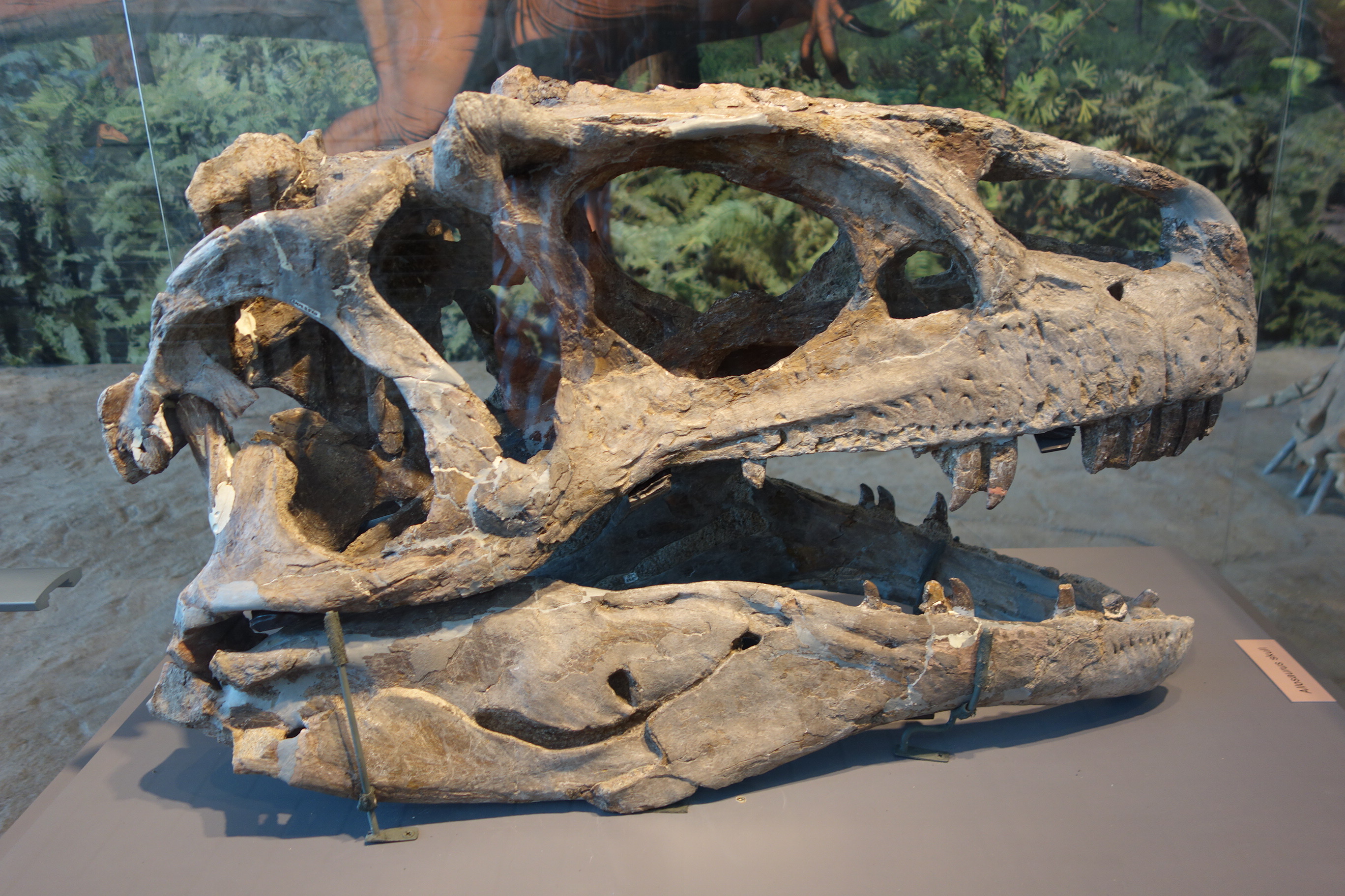 Dino-Mite!
