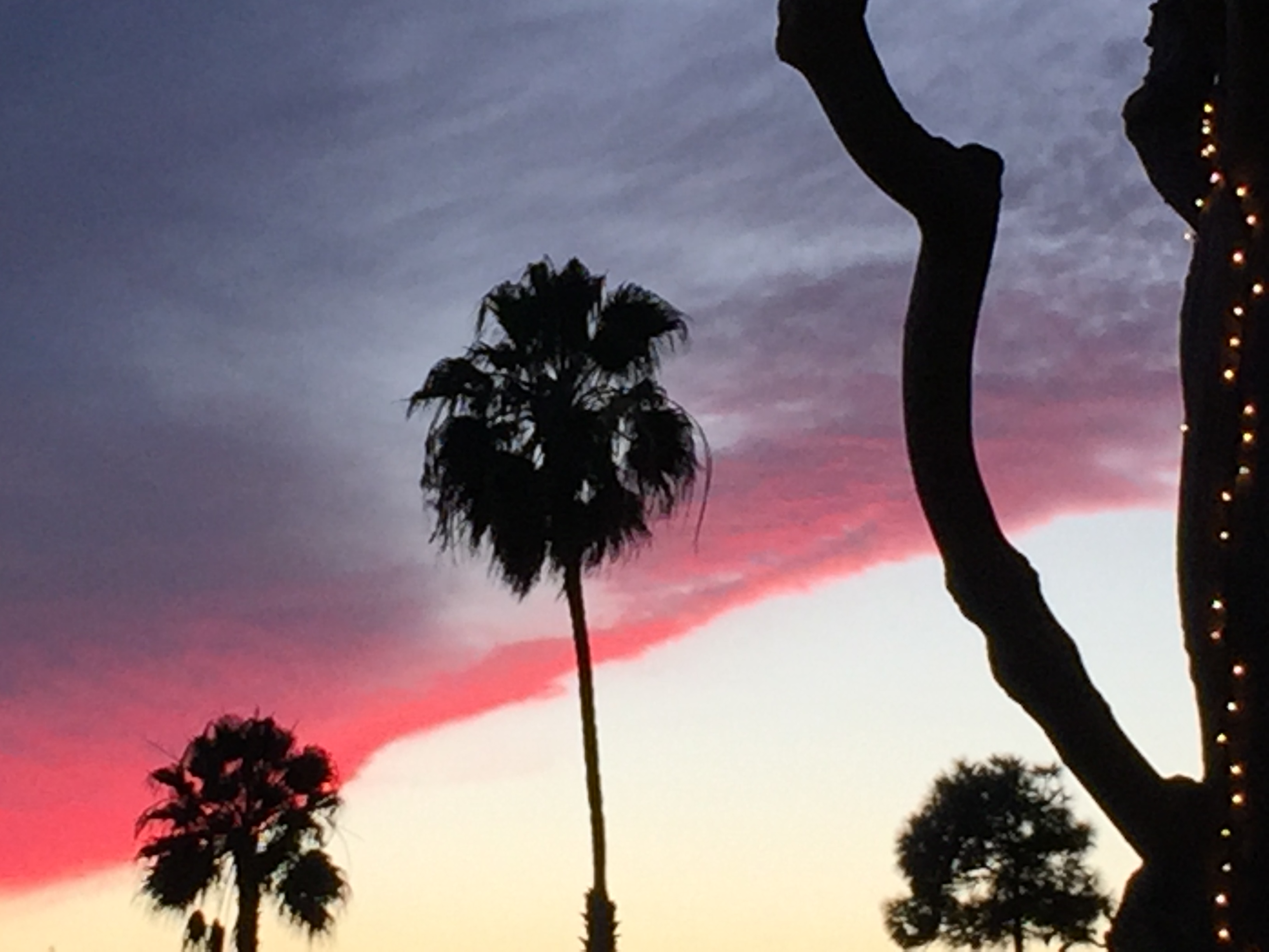 Holidays Amongst the Palms