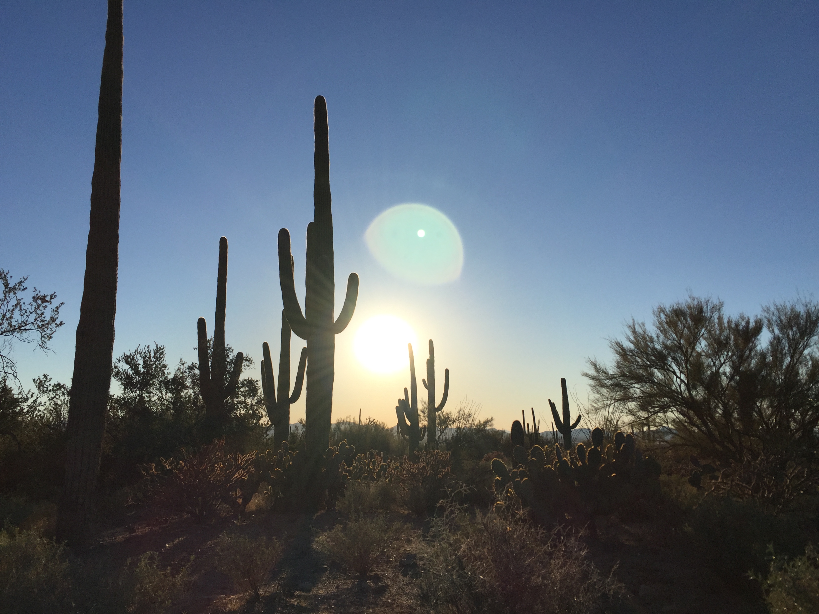 Sonoran Sights